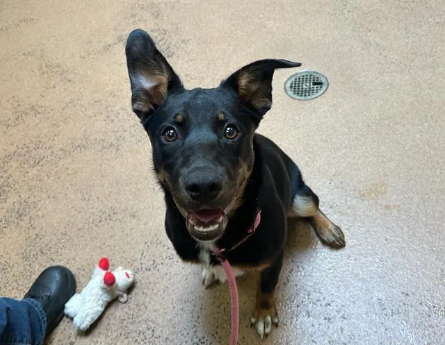A baby small-sized male German Shepherd Dog dog named Brownie for adoption in Martinez, CA