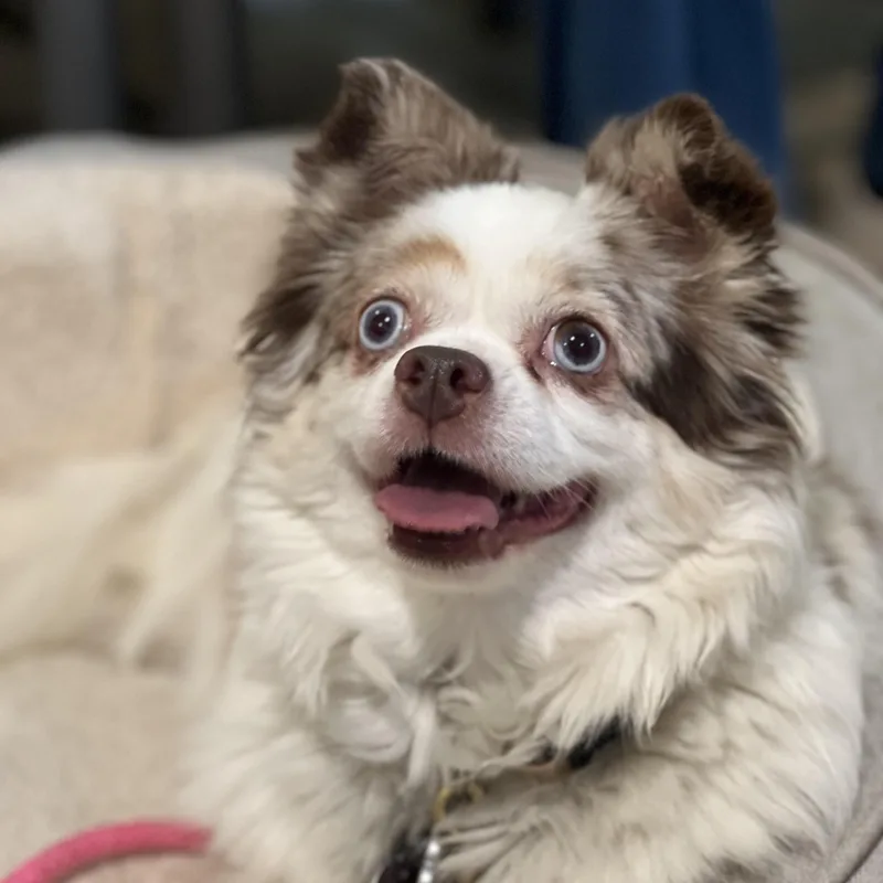 Millie thumbnail 5