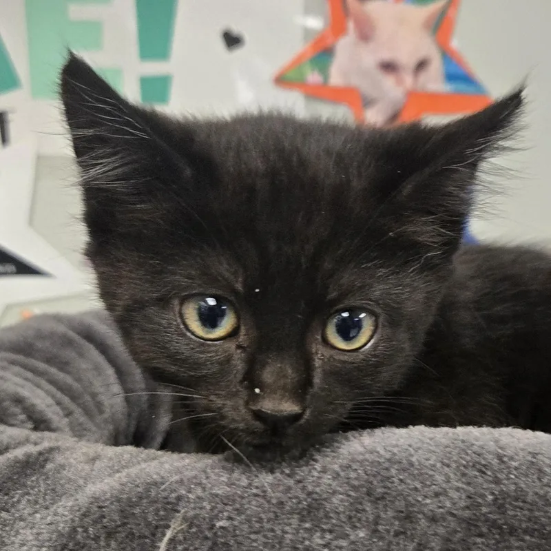 A young medium-sized female Black Domestic Short Hair cat named June for adoption in Xenia , OH