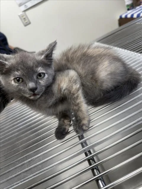 A baby small-sized female Domestic Short Hair cat named Esther for adoption in Norco, CA