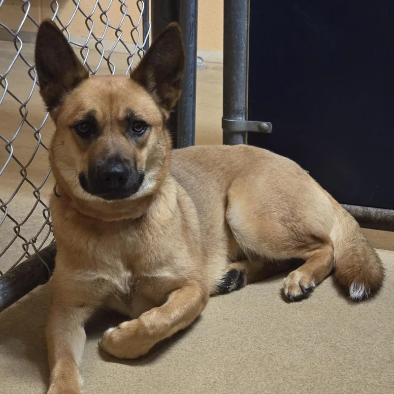 A young medium-sized female Yellow / Tan / Blond / Fawn Mixed Breed dog named Phoebe for adoption in Waukesha, WI