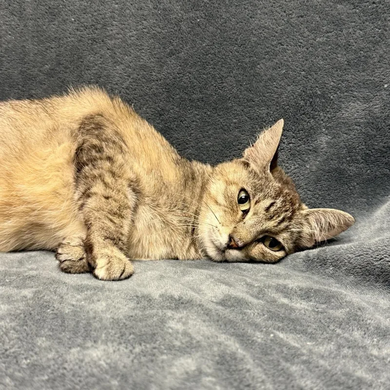 A young medium-sized female Domestic Short Hair cat named Lill for adoption in Brenham, TX
