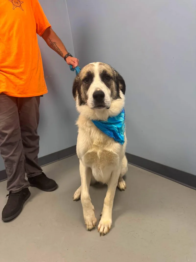 An adult large-sized male White / Cream Anatolian Shepherd dog named Argo for adoption in Zanesville, OH