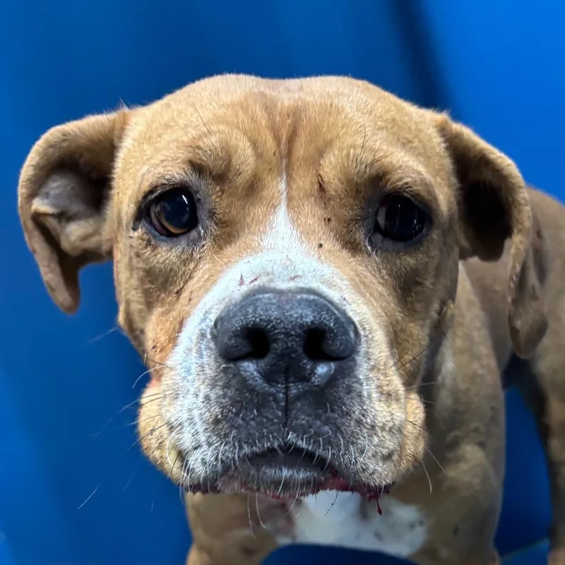 An adult medium-sized female Brown / Chocolate Boxer dog named Rose PP for adoption in St Joseph, MO