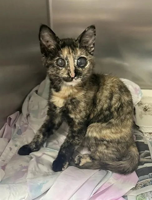 A baby small-sized female Domestic Short Hair cat named Frijole for adoption in Riverside, CA