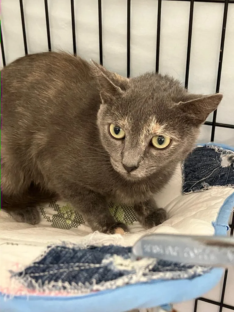 A young medium-sized female Domestic Short Hair cat named Stormy for adoption in Lunenburg, MA