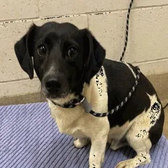 An adult small-sized male White / Cream Rat Terrier dog named Maury for adoption in Buellton, CA