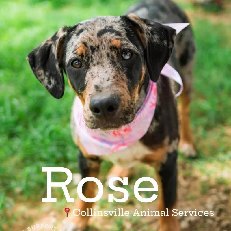 Rose