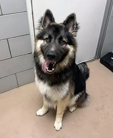 A young medium-sized male Black Mixed Breed dog named Scallywag for adoption in Nashville, TN