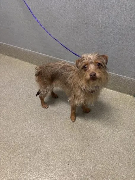 An adult small-sized female Terrier dog named Coco for adoption in Las Vegas, NV