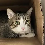 A senior large-sized female Tabby (Buff / Tan / Fawn) Domestic Short Hair cat named Mitzy for adoption in Hilliard, OH
