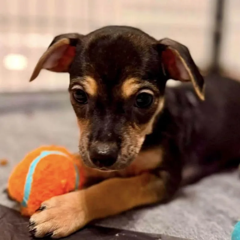 A baby small-sized female Black Chihuahua dog named Biscotti for adoption in Jacksonville, FL