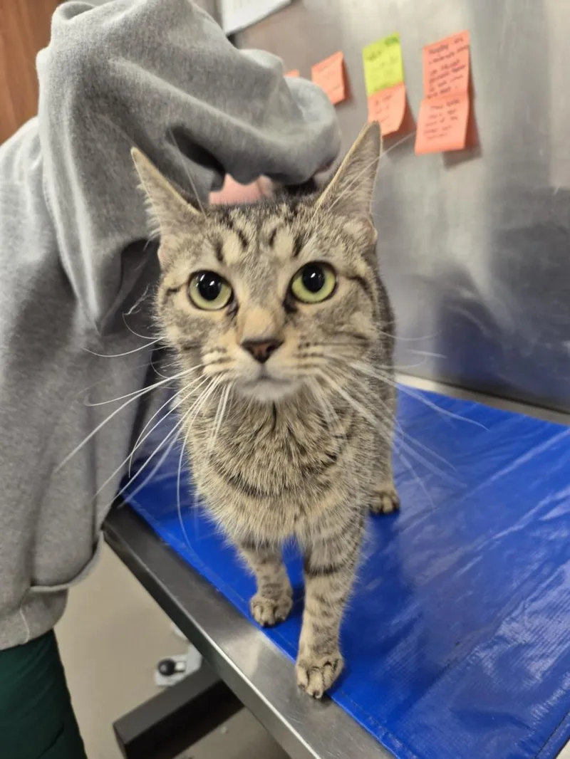 A young small-sized female Domestic Short Hair cat named Blossom for adoption in Hagerstown, MD