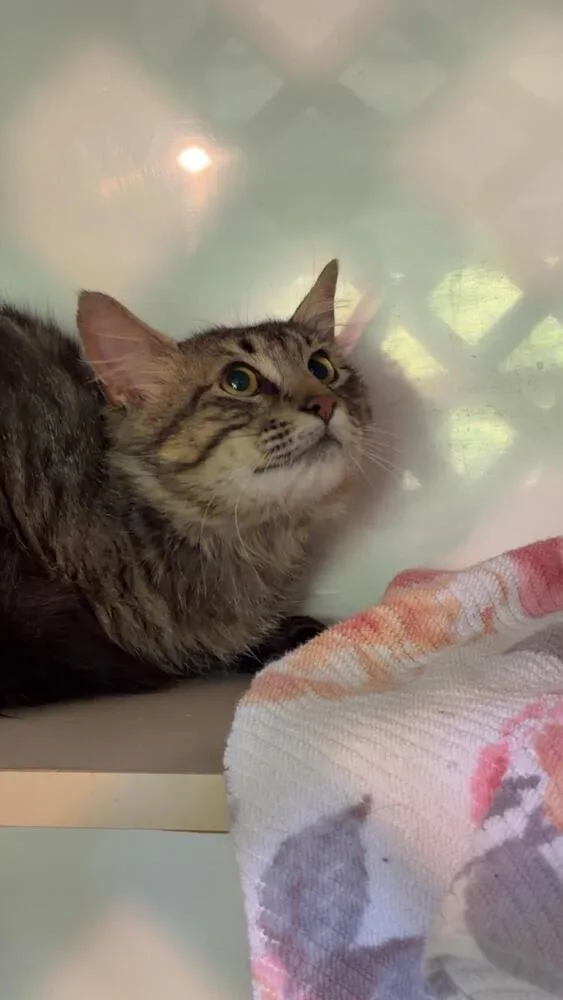 An adult medium-sized male Domestic Short Hair cat named Miles for adoption in Skippack, PA