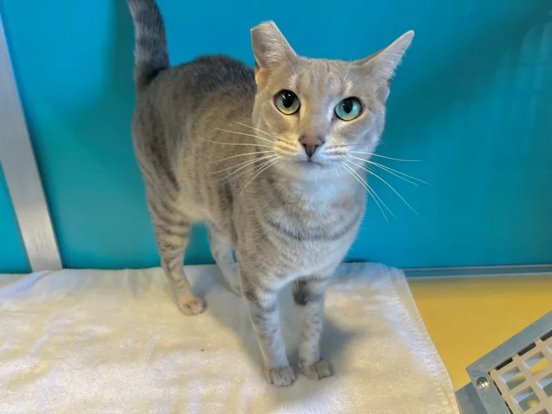 An adult medium-sized female Domestic Short Hair cat named Beth for adoption in Auburn, CA