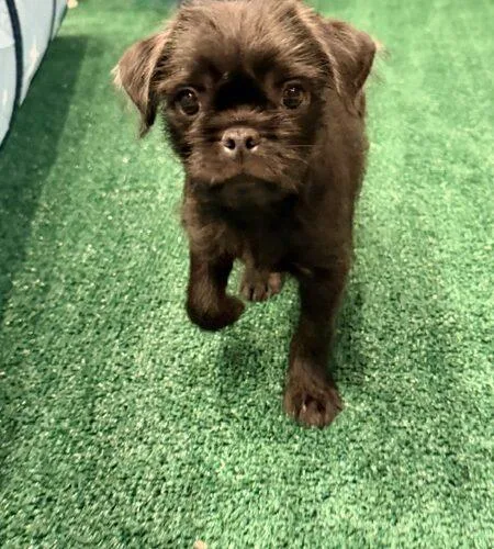A baby small-sized male Black Pug dog named Spud for adoption in Henderson, NV
