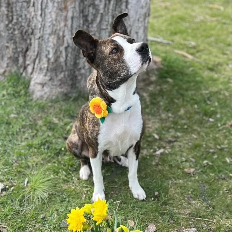 Stella