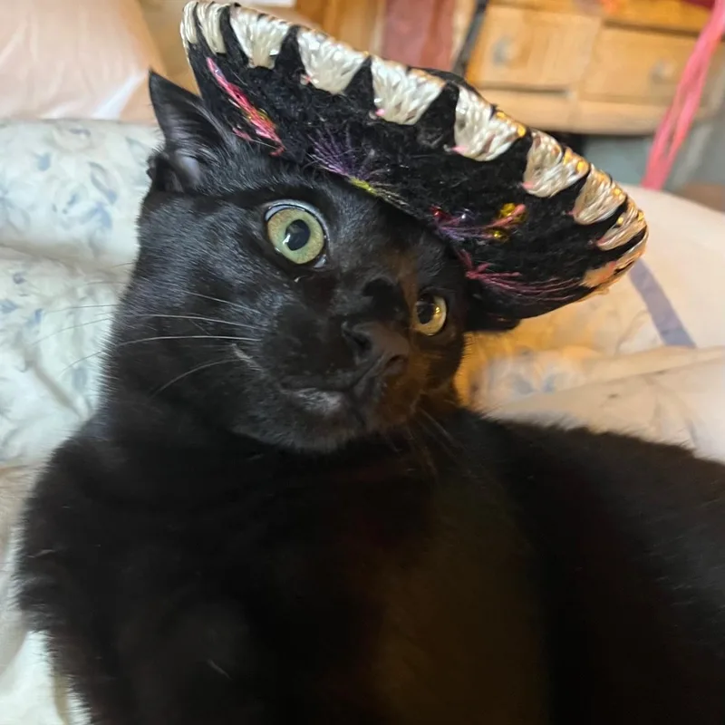 A baby medium-sized male Domestic Short Hair cat named Panther for adoption in Belvidere, IL