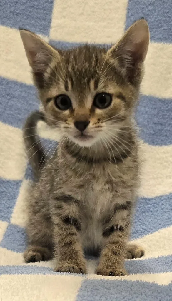 A baby small-sized female Domestic Short Hair cat named Gabby for adoption in Murphysboro, IL