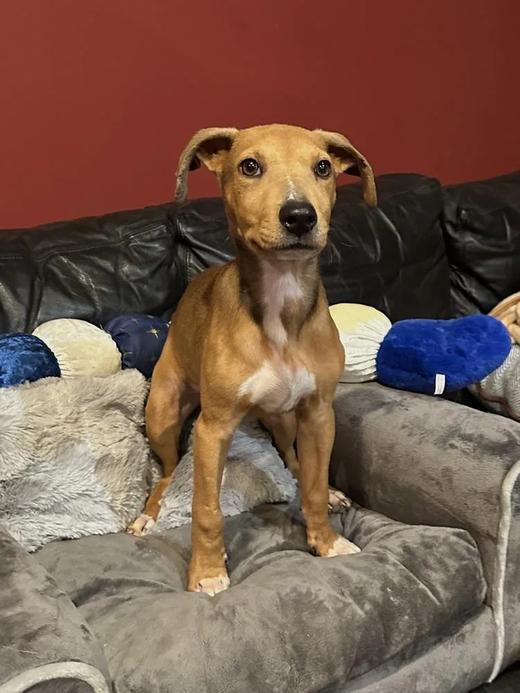 A baby medium-sized female Brown / Chocolate Whippet dog named Indie for adoption in Milton, GA