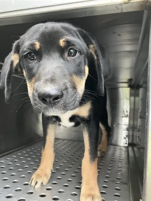 A baby large-sized female Mixed Breed dog named Nancy for adoption in Dallas, TX