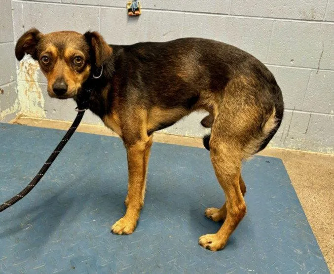 An adult medium-sized male Terrier dog named Ziggy for adoption in Woodland, CA