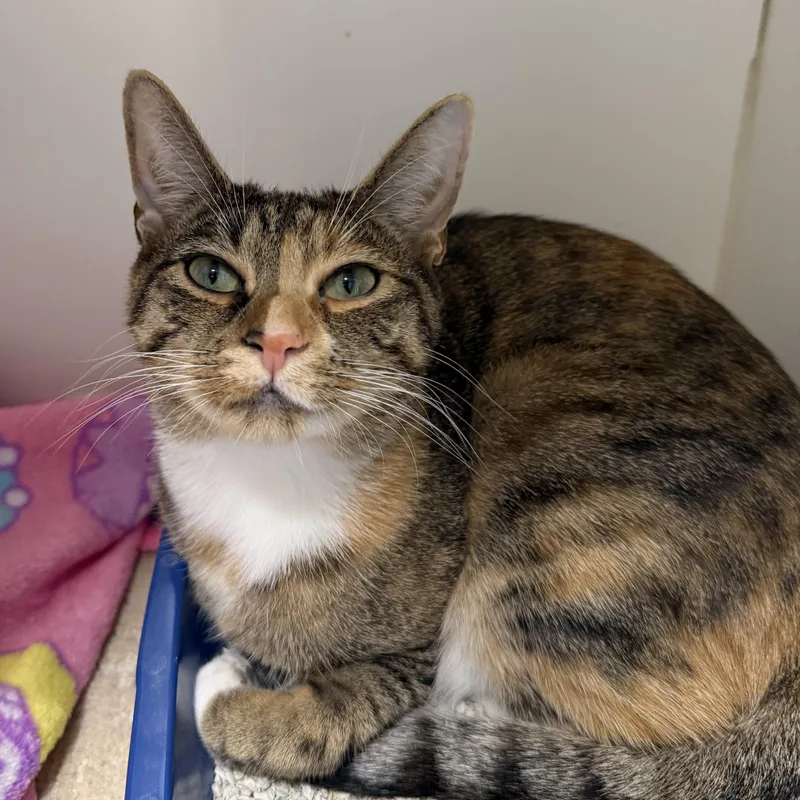 A young medium-sized female Domestic Short Hair cat named Poppy for adoption in Clifton, NJ