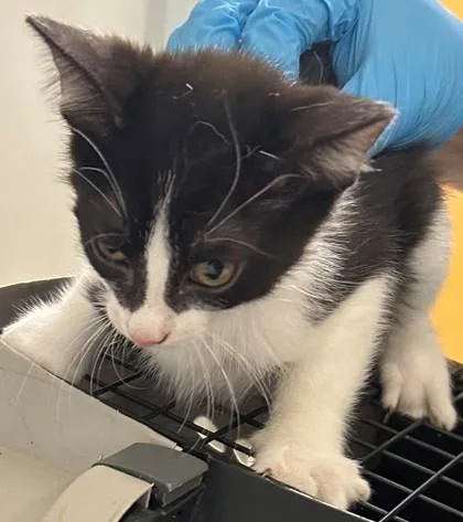 Zorro