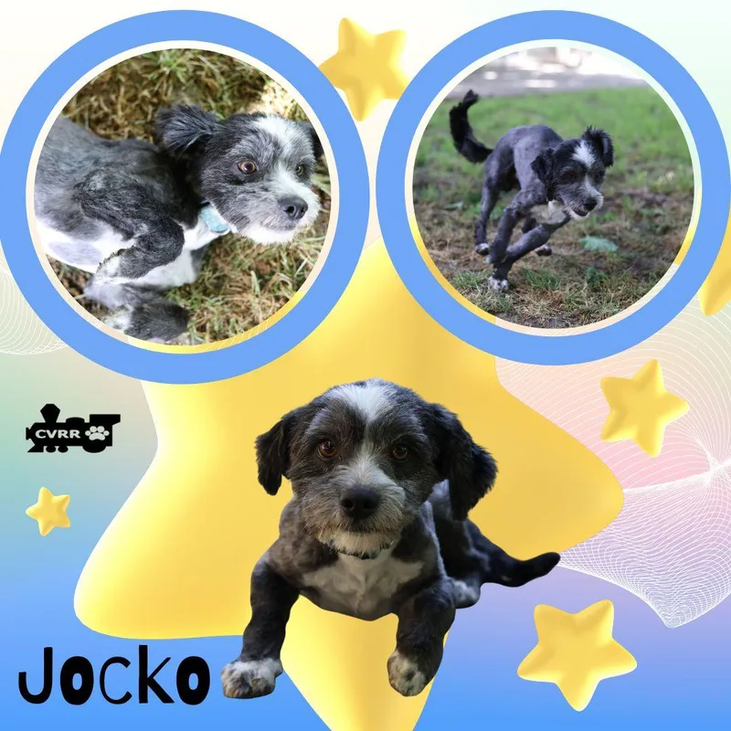 An adult small-sized male Terrier dog named Jocko for adoption in LINDSAY, CA