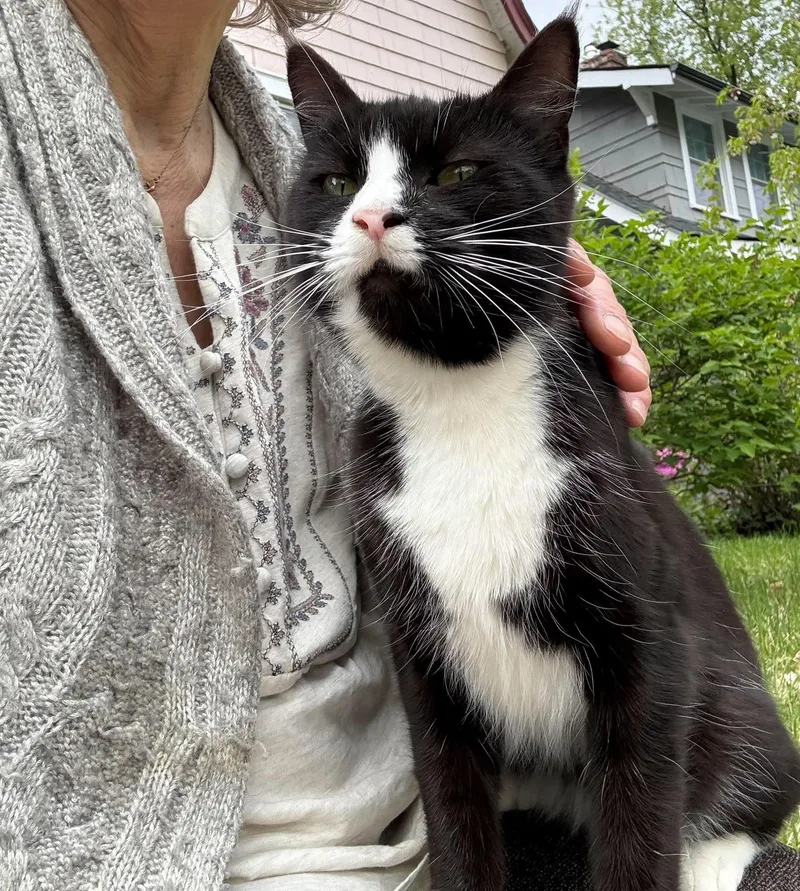 A young medium-sized female Black & White / Tuxedo Domestic Short Hair cat named Rosie for adoption in South Orange, NJ