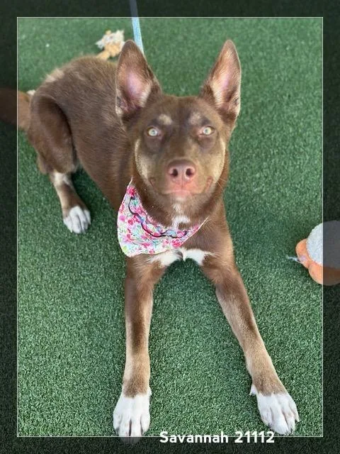 Savannah