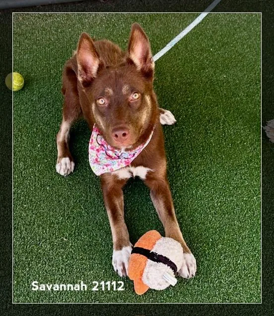 Savannah thumbnail 2