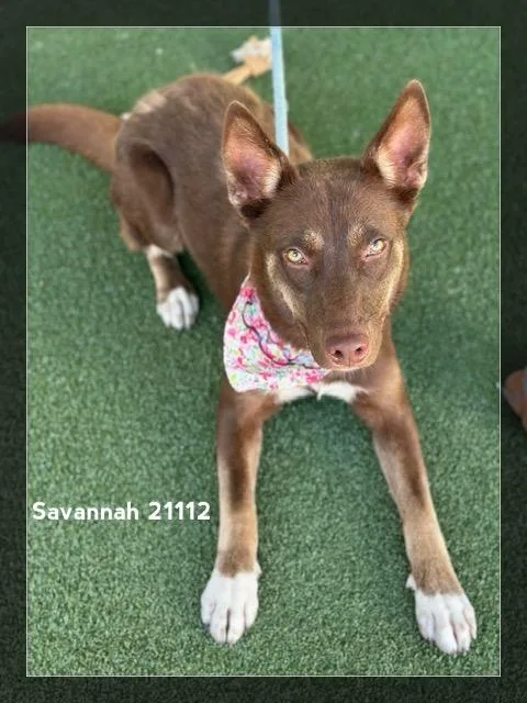 Savannah thumbnail 5