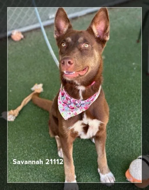 Savannah thumbnail 6