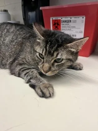 An adult medium-sized female Buff / Tan / Fawn Domestic Short Hair cat named Gidget for adoption in Wichita, KS