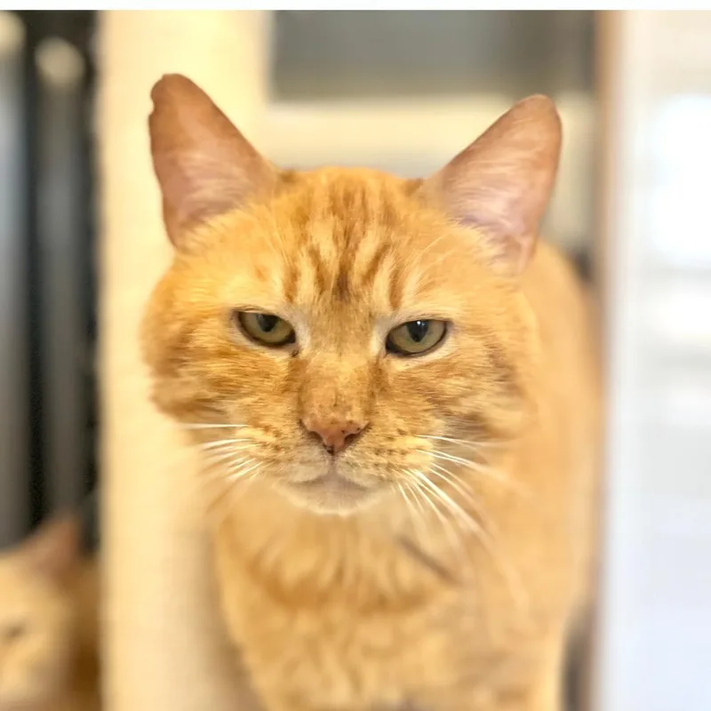 An adult small-sized male Domestic Short Hair cat named Venturo for adoption in Port Washington, NY