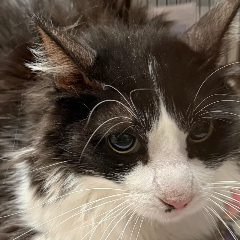 Puss