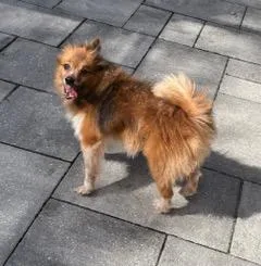 A senior small-sized male Red / Chestnut / Orange Pomeranian dog named Bear for adoption in Longwood, FL