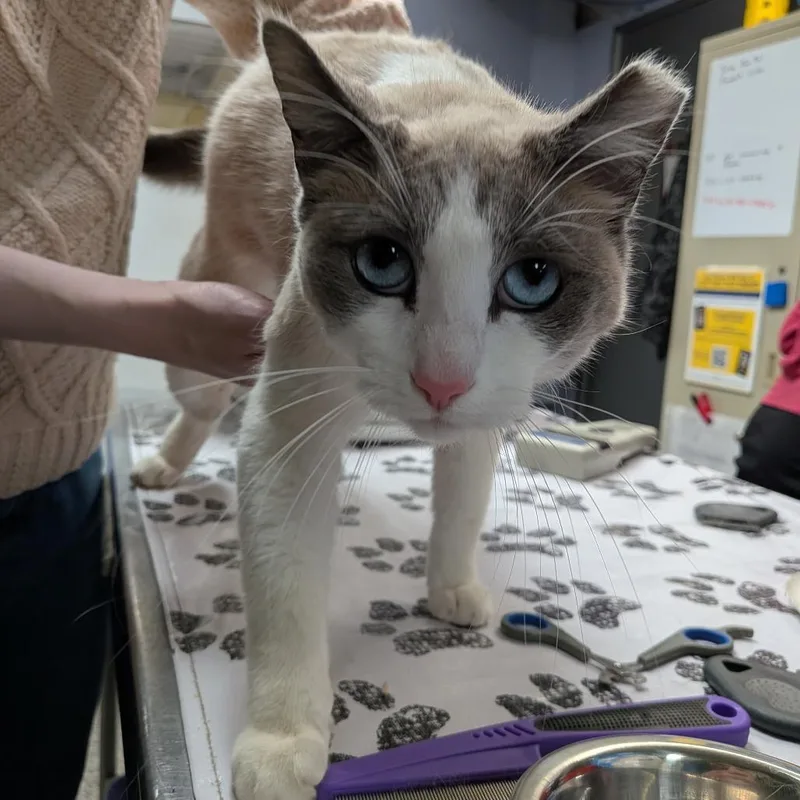 An adult small-sized female Cream / Ivory Domestic Short Hair cat named Florence for adoption in Falls Church, VA