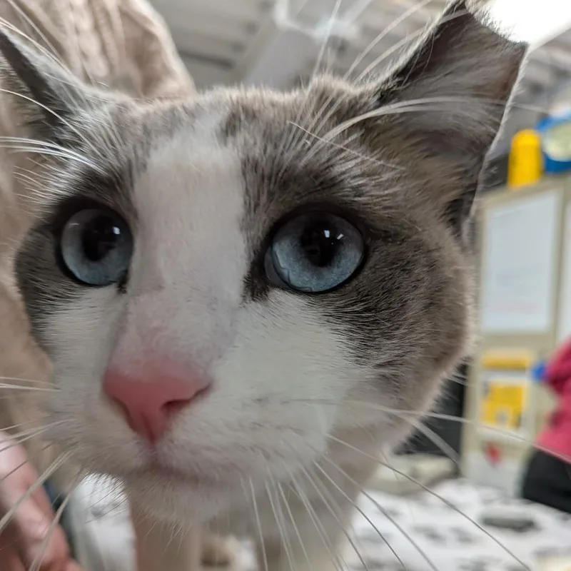 Florence thumbnail 4