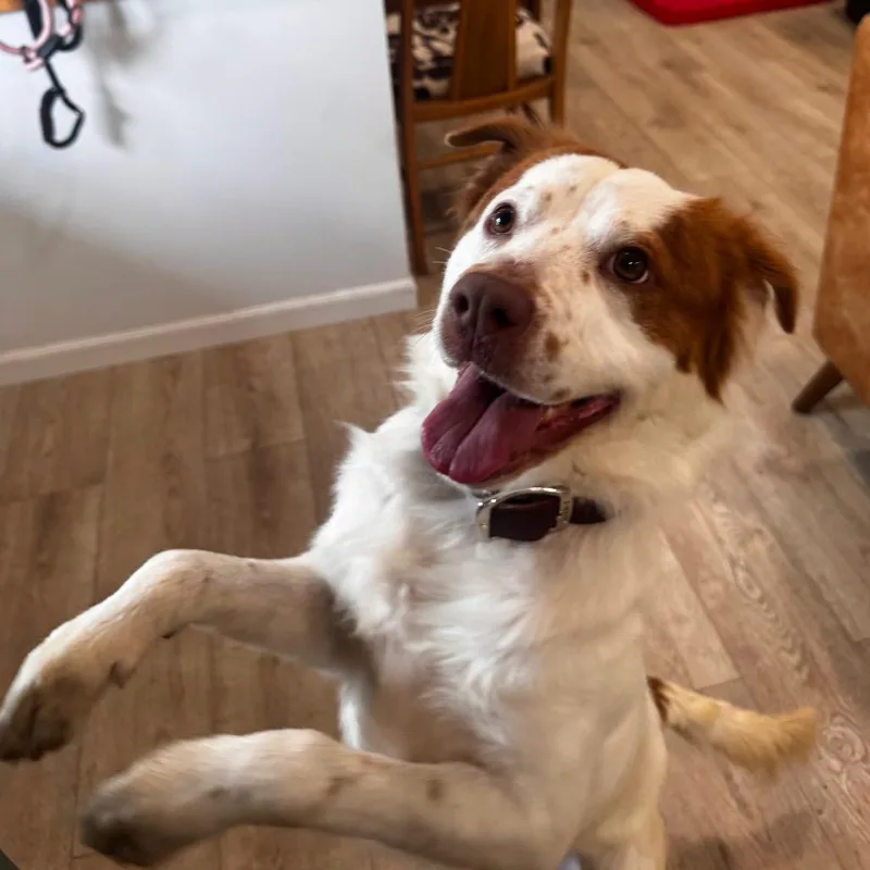 A young medium-sized male White / Cream English Springer Spaniel dog named Frodo for adoption in Indiantown, FL