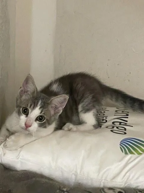 A baby small-sized male Gray & White Domestic Short Hair cat named Kelvin for adoption in Dayton, OH