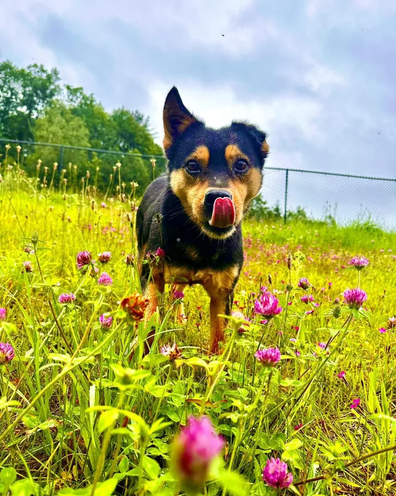 Sammy