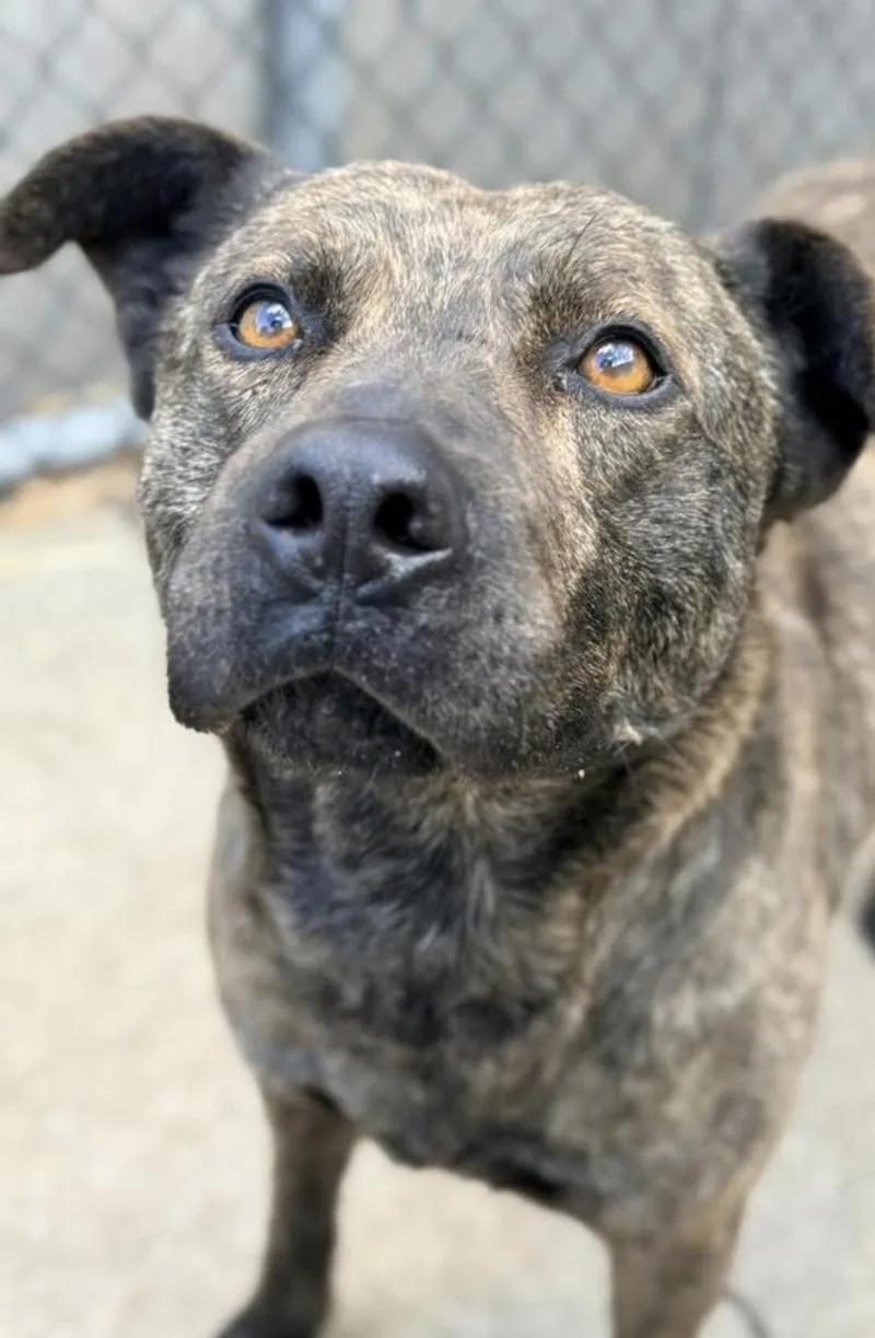 An adult medium-sized male Brindle Pit Bull Terrier dog named Zev for adoption in Chicago, IL