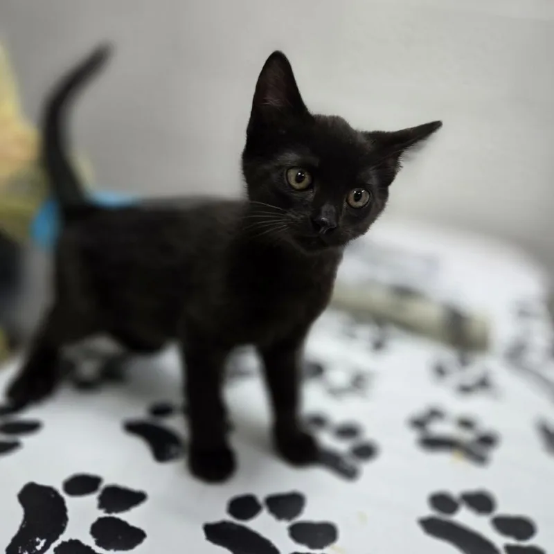 A baby small-sized male Black Domestic Short Hair cat named Arroz for adoption in Incline Village, NV