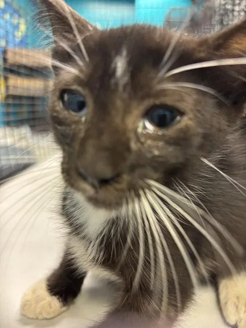 A baby small-sized female Domestic Medium Hair cat named Onyx for adoption in Miami, FL