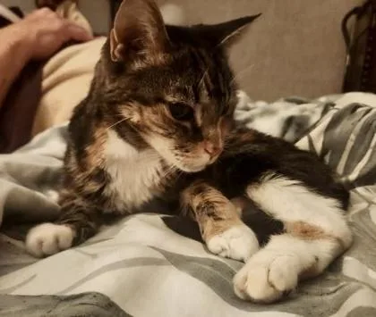 Gertrude  `a Priority