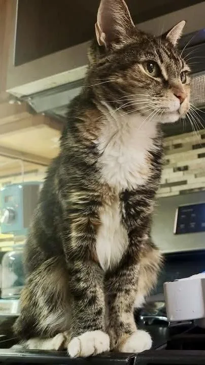 Gertrude  `a Priority thumbnail 3