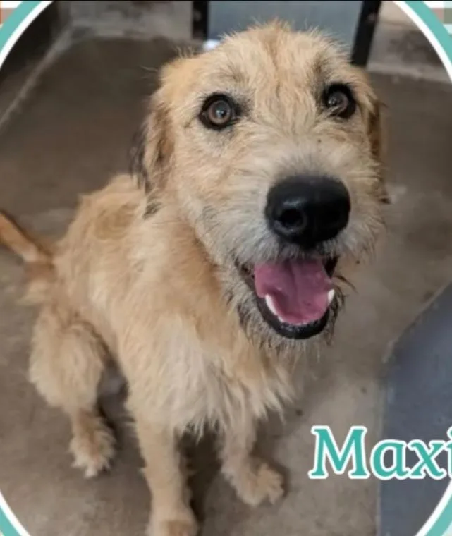 A young medium-sized female Poodle dog named Maxine for adoption in Thompson Falls, MT