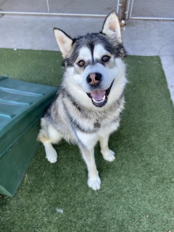 An adult large-sized male Mixed Breed dog named Floki for adoption in Truckee, CA